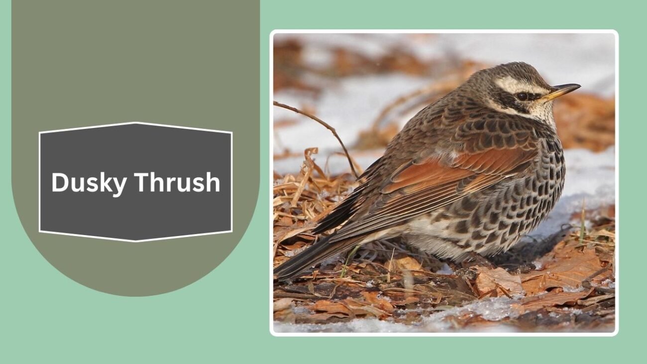 Dusky Thrush