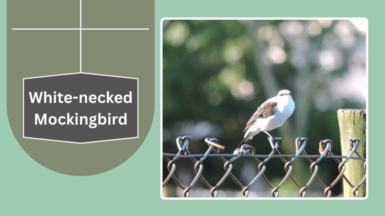White-necked Mockingbird