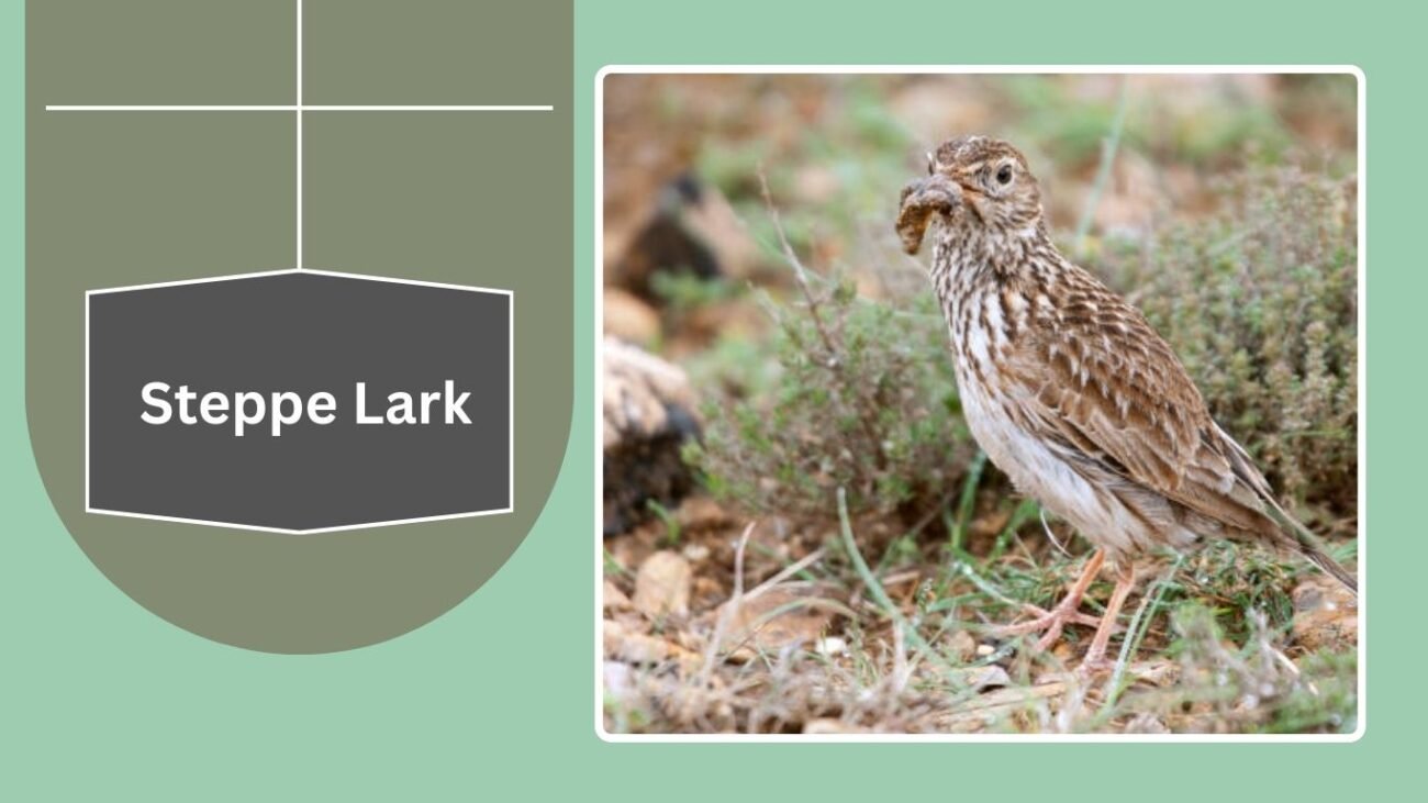 Steppe Lark