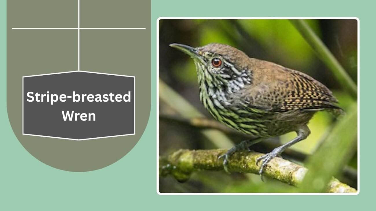 tripe-breasted Wren