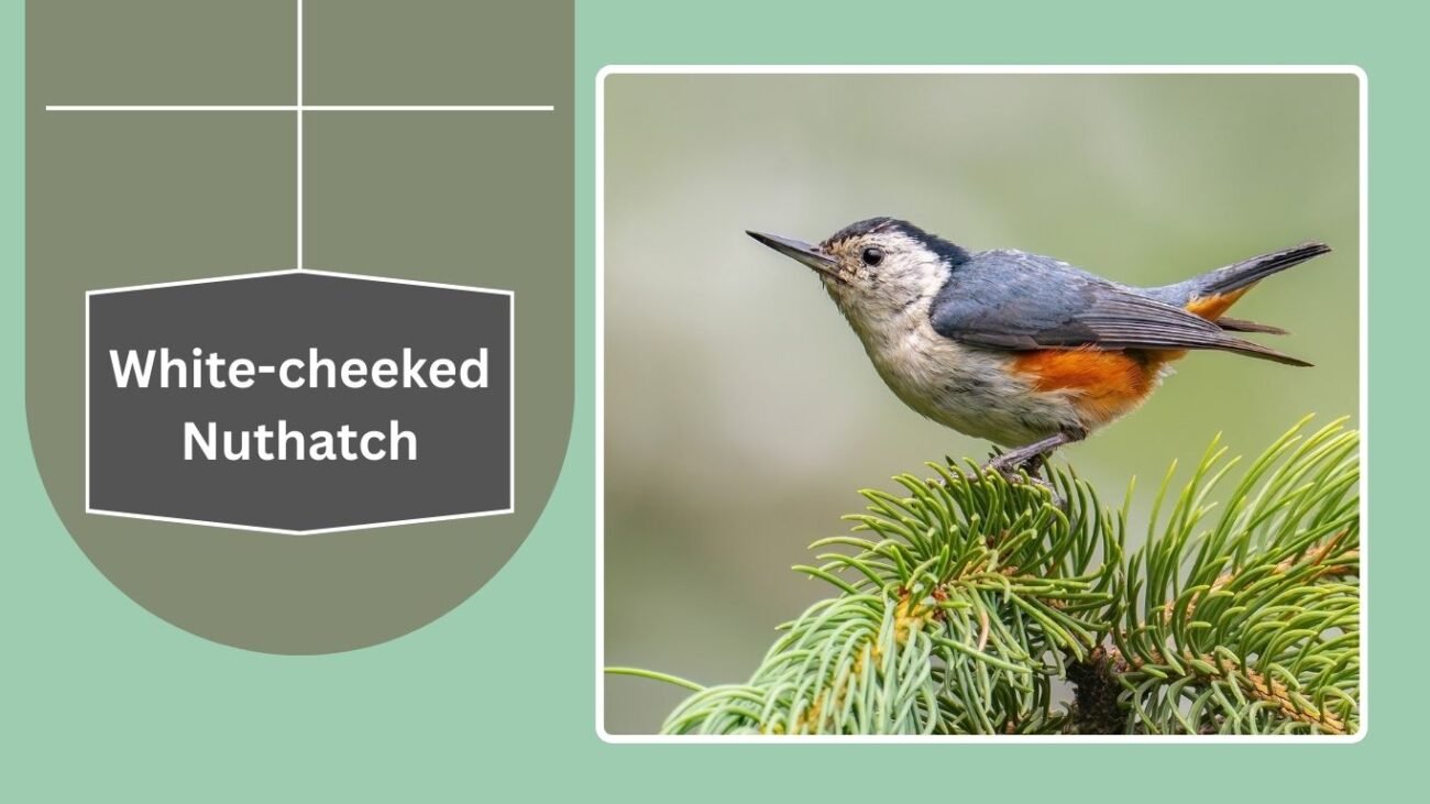 White-cheeked Nuthatch