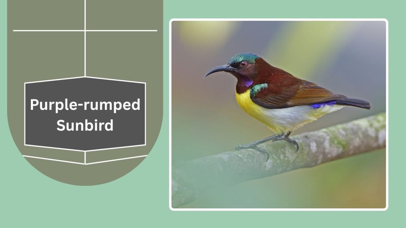 Purple-rumped Sunbird