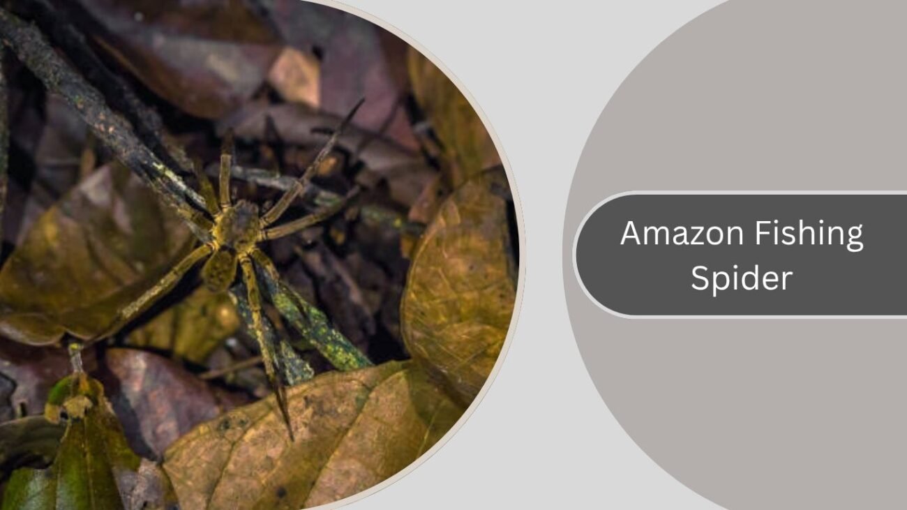 Amazon Fishing Spider