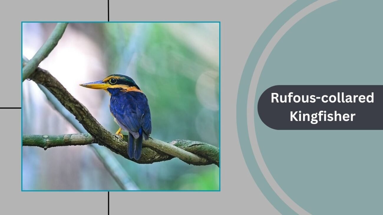 Rufous-collared Kingfisher