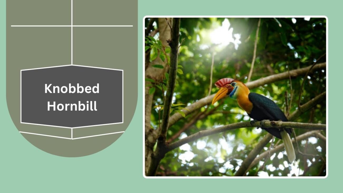 Knobbed Hornbill