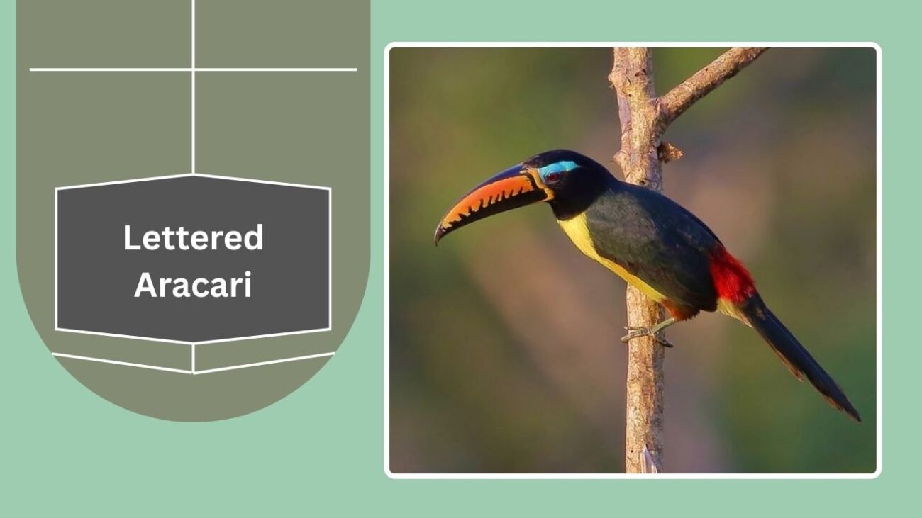 Lettered Aracari
