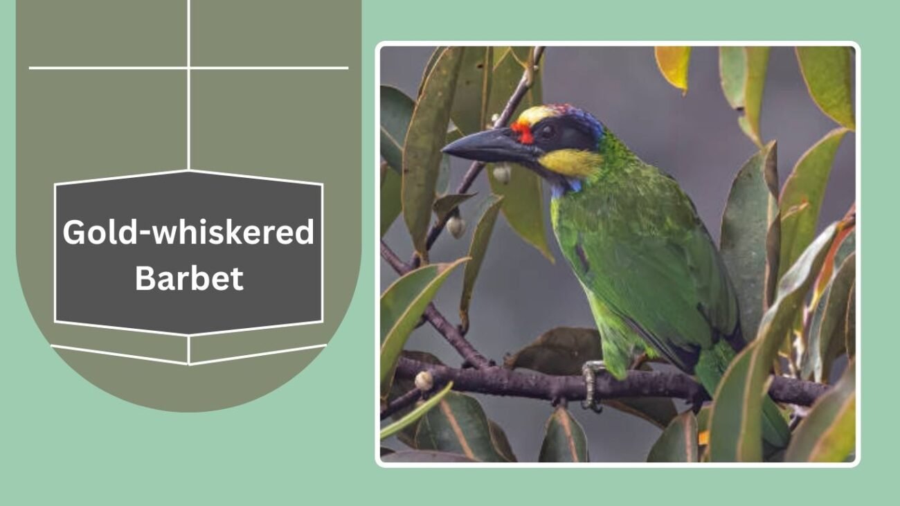 Gold-whiskered Barbet