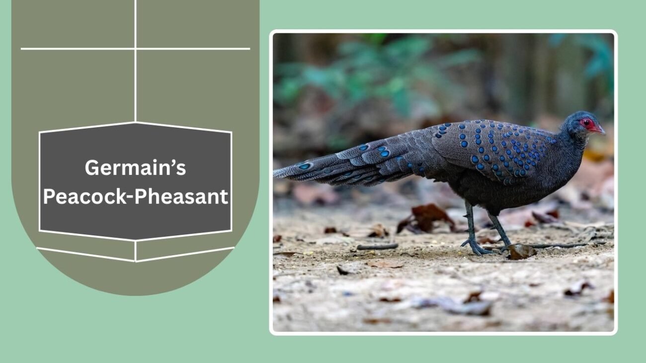 Germain’s Peacock-Pheasant
