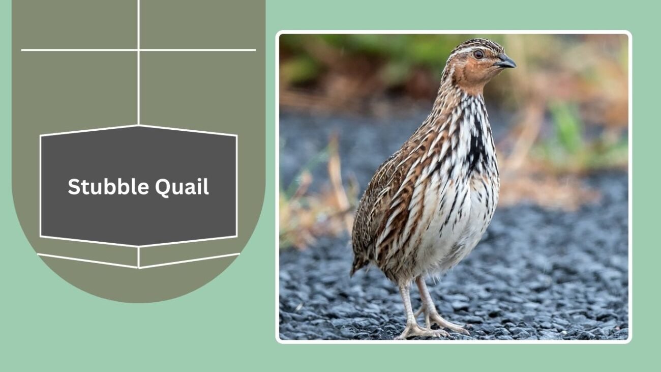 Stubble Quail