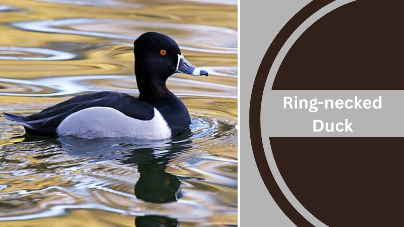 Ring-necked Duck