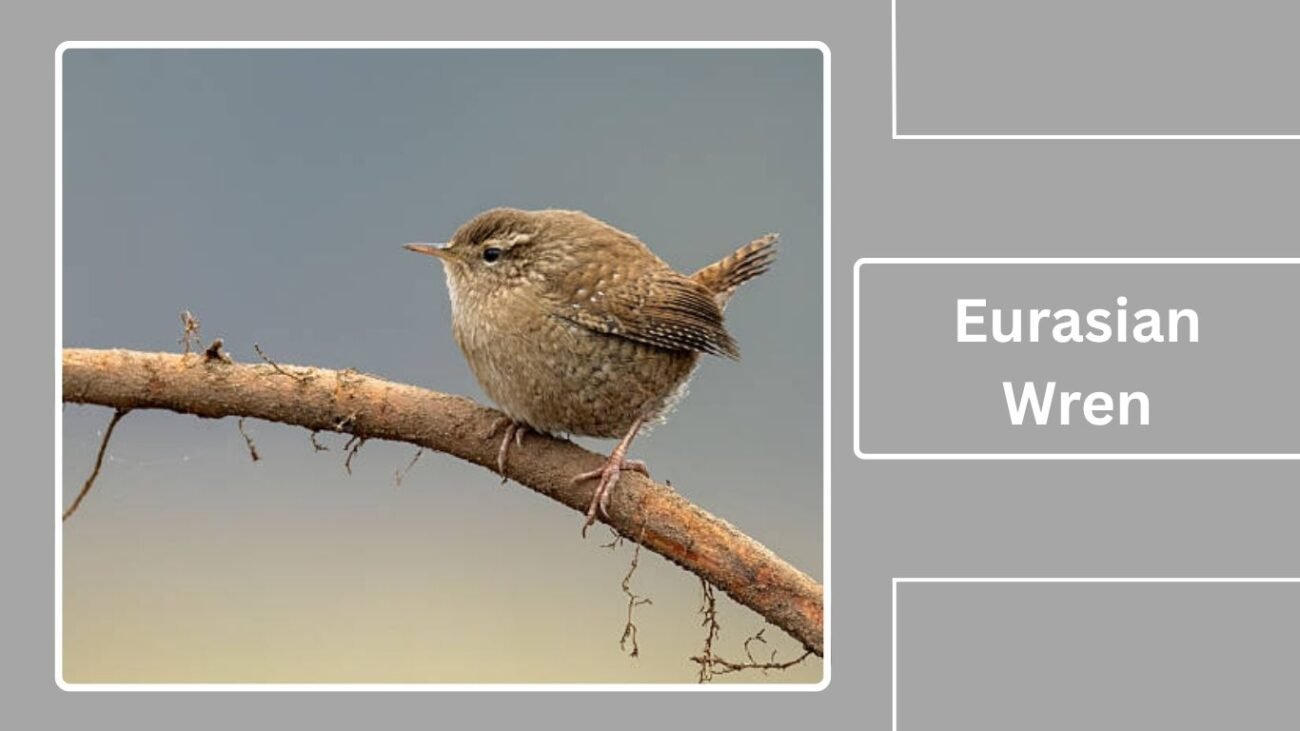 Eurasian Wren
