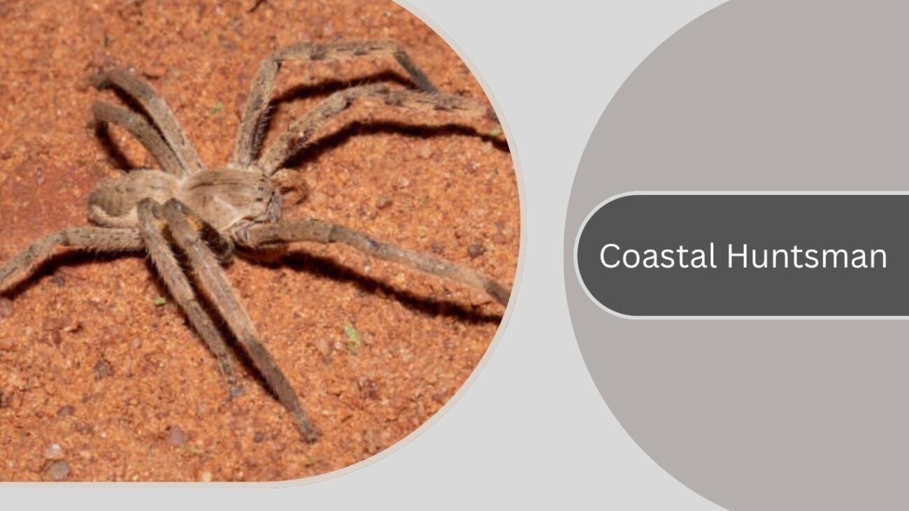 Coastal Huntsman
