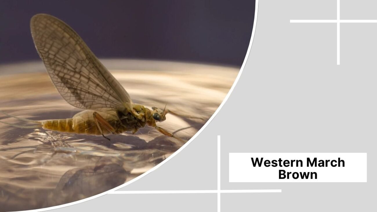 Western March Brown