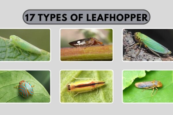 17 Types of Leafhopper
