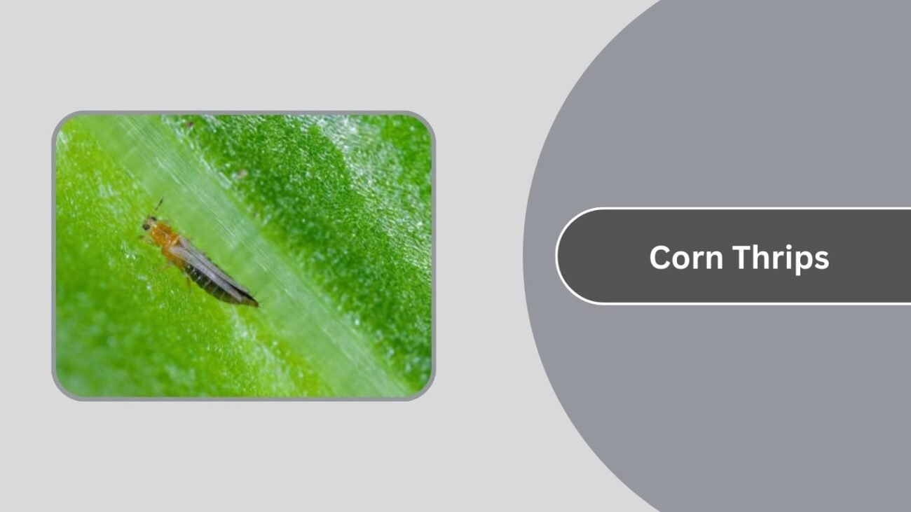  Corn Thrips