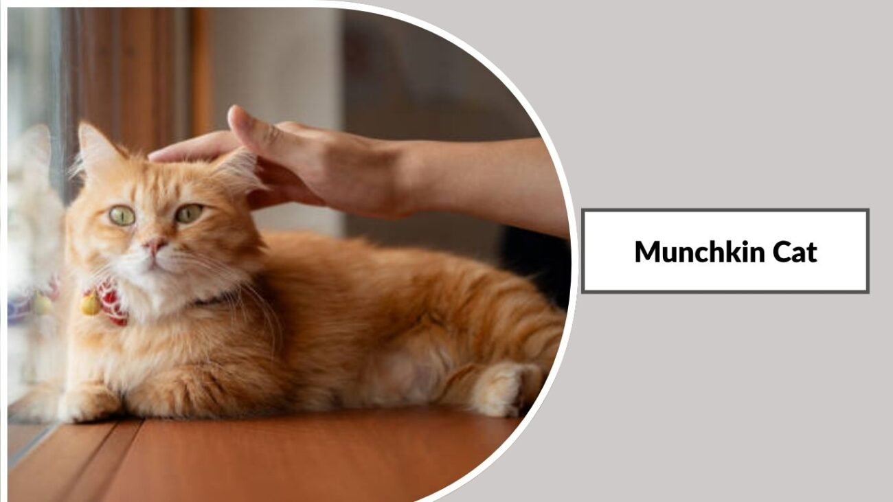 Munchkin Cat