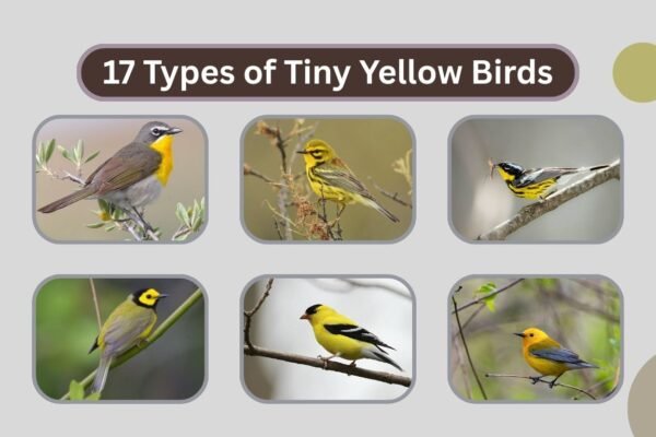 17 Types of Tiny Yellow Birds