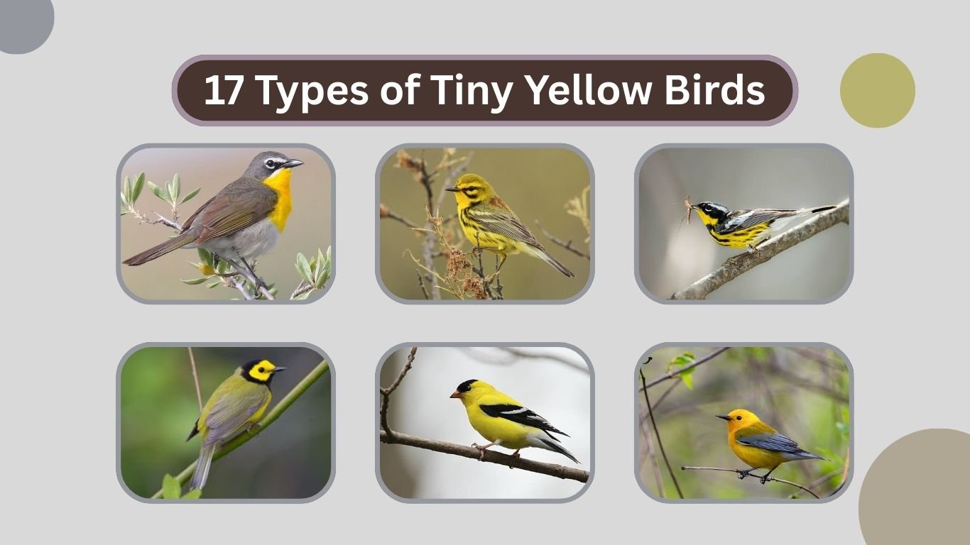 17 Types of Tiny Yellow Birds