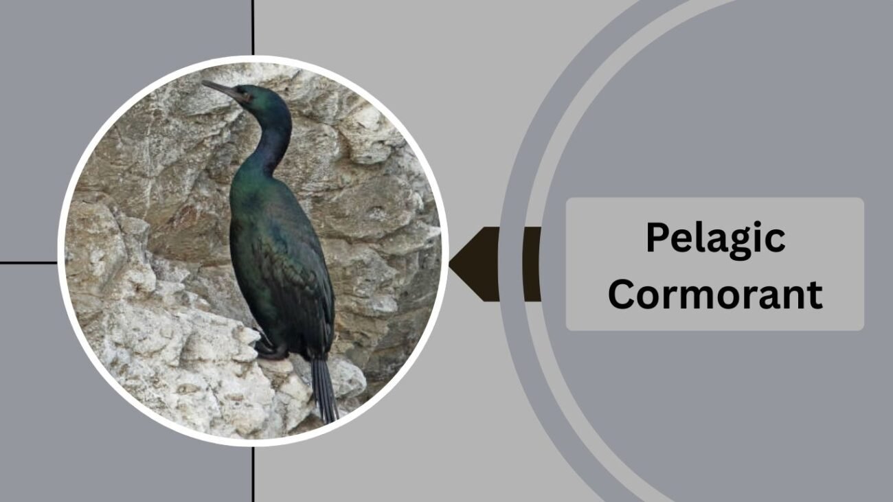  Pelagic Cormorant