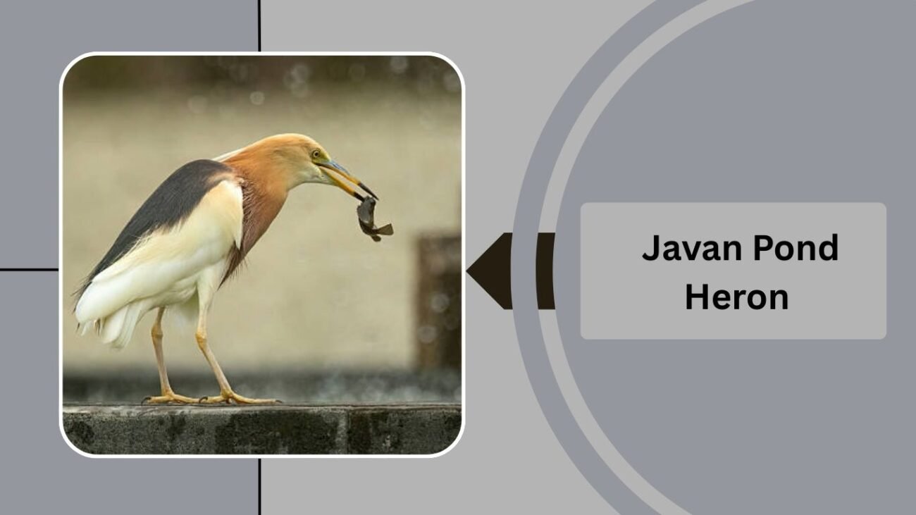  Javan Pond Heron