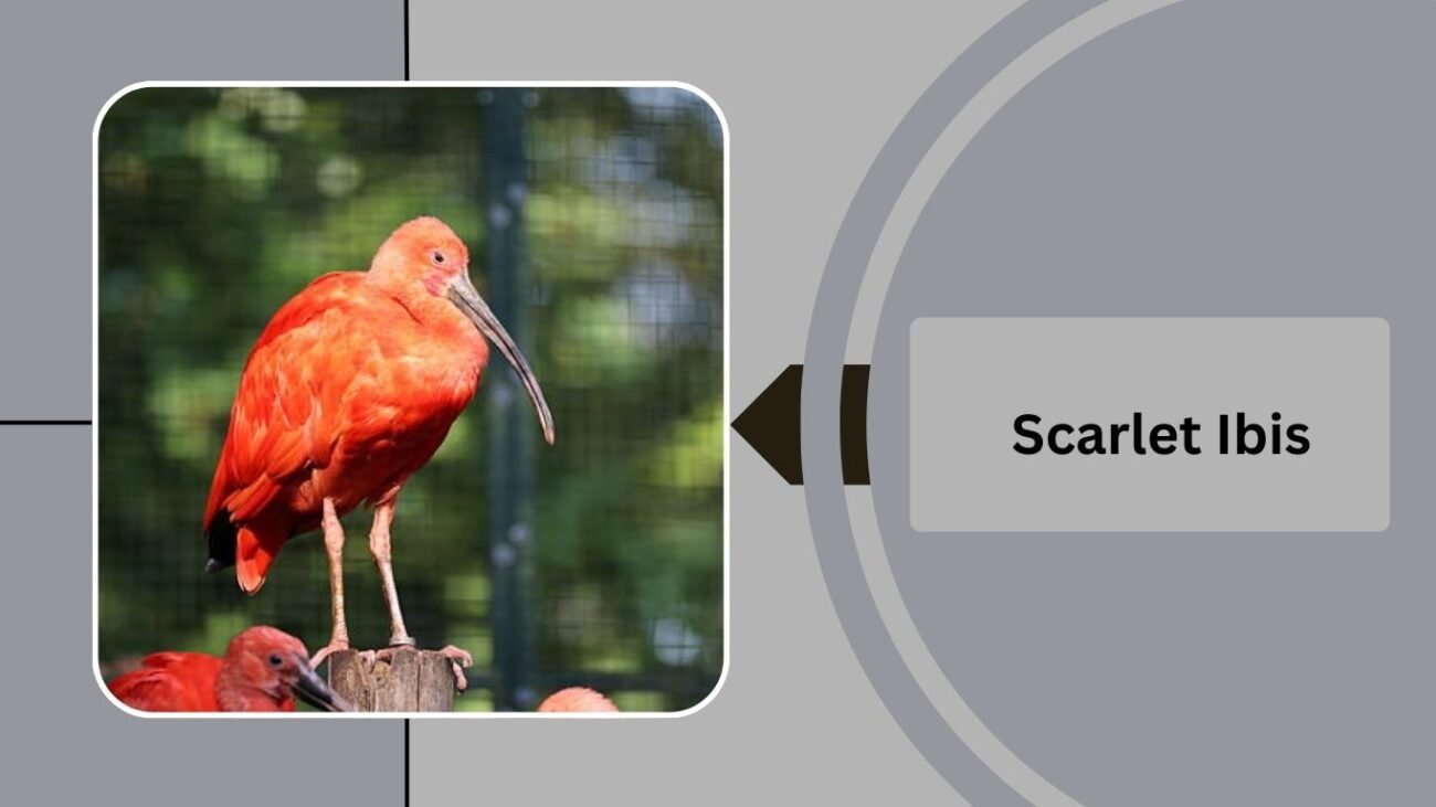  Scarlet Ibis 