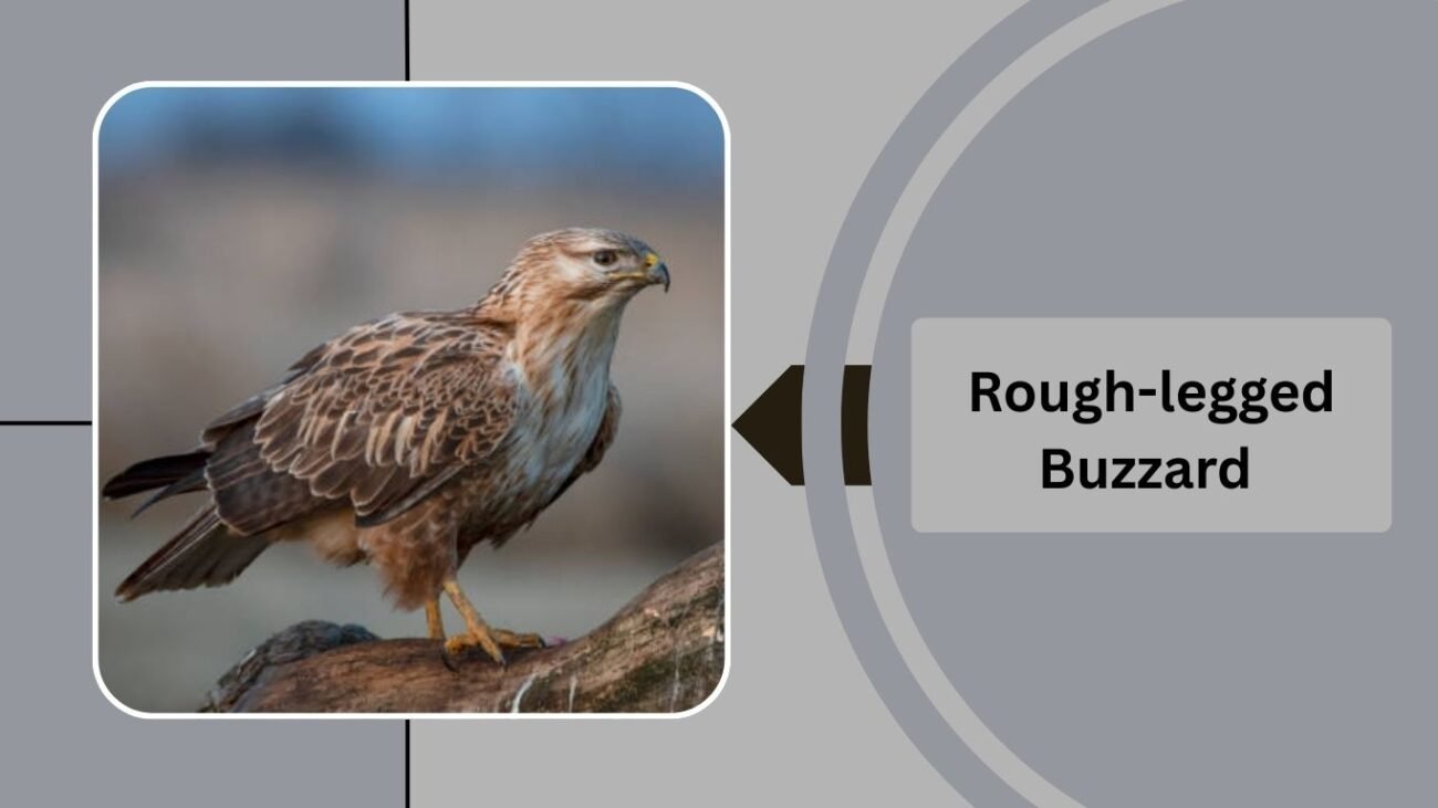 Rough-legged Buzzard
