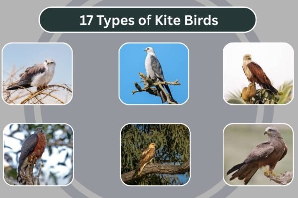 17 Types of Kite Birds