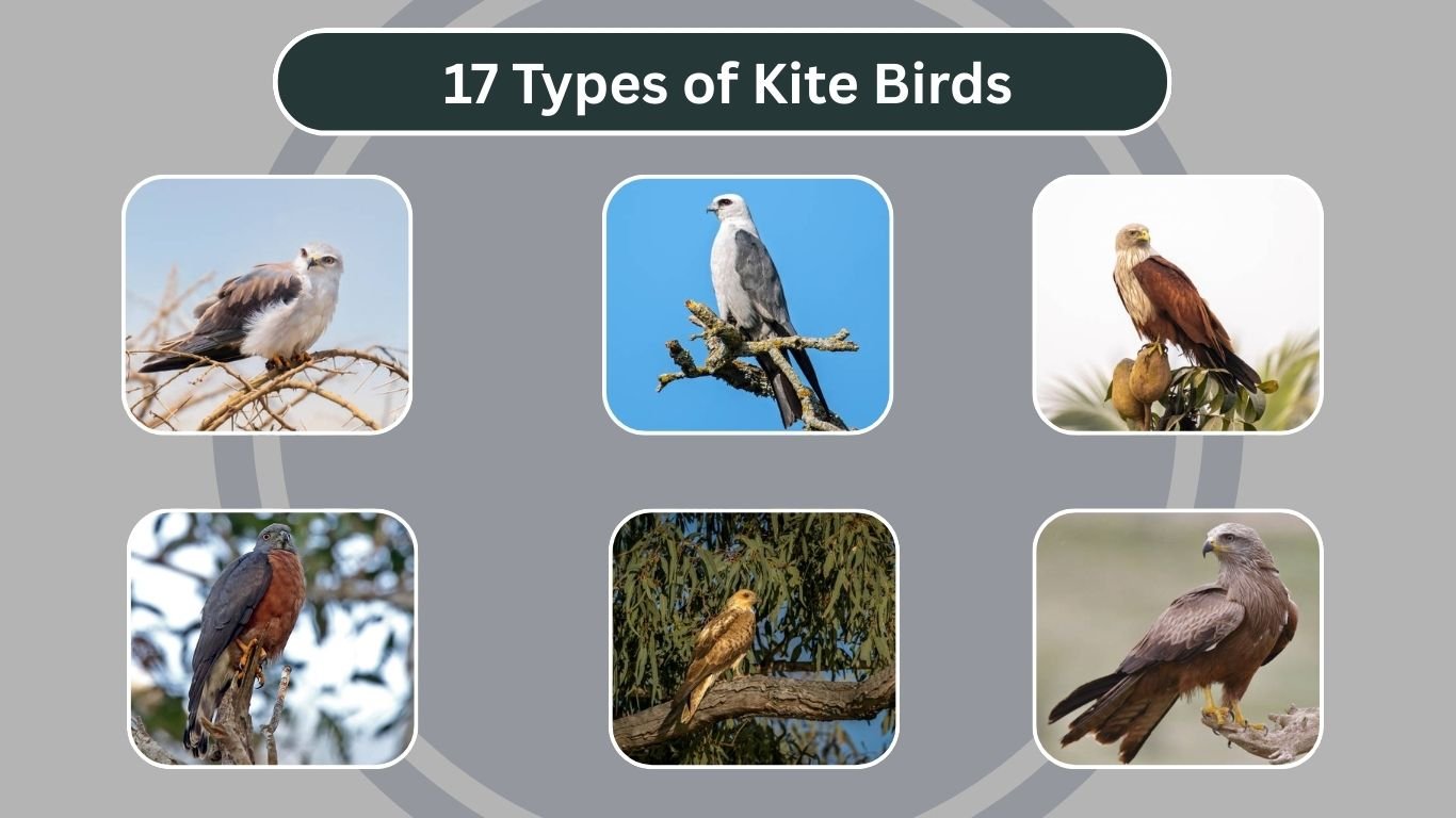 17 Types of Kite Birds