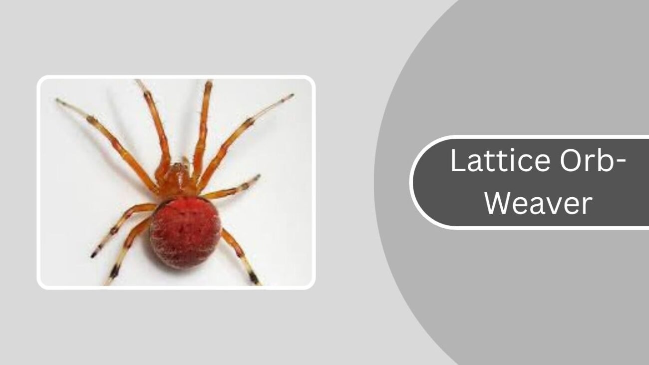 Lattice Orb-Weaver