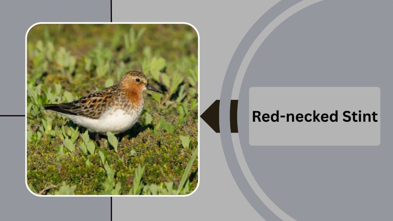 Red-necked Stint