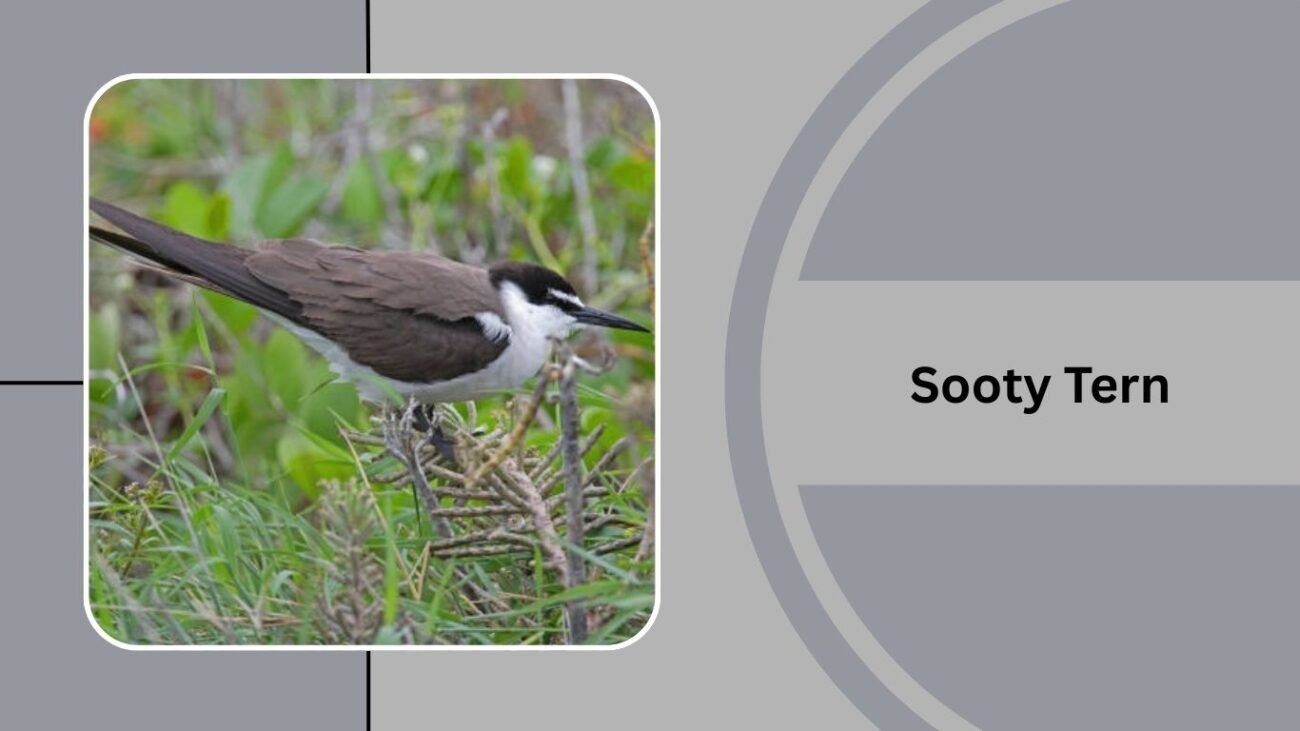 Sooty Tern