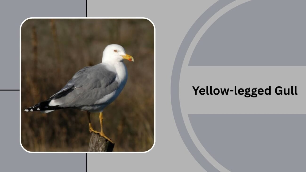 Yellow-legged Gull