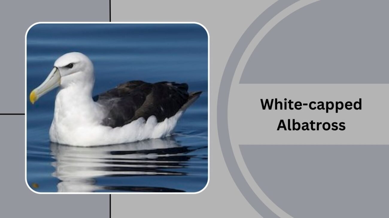 White-capped Albatross