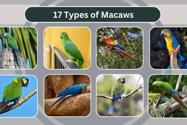 17 Types of Macaws