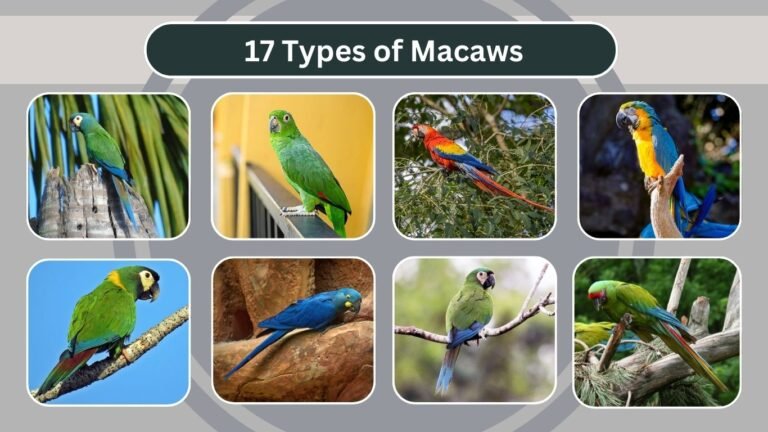 17 Types of Macaws
