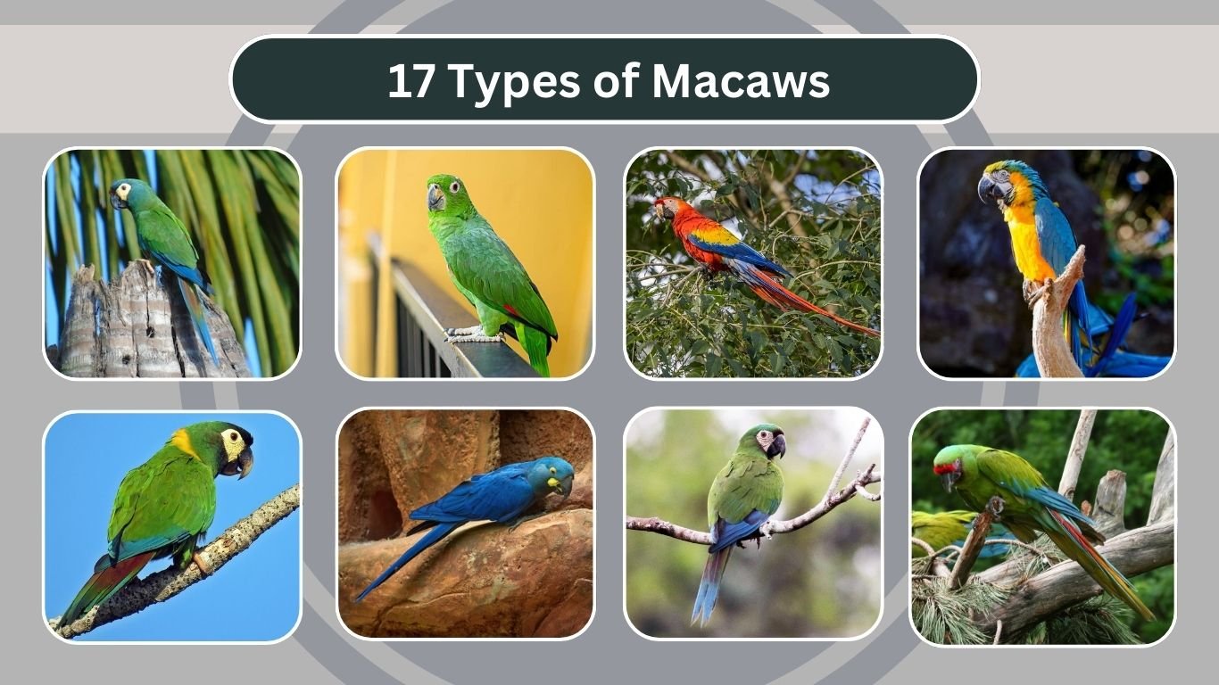 17 Types of Macaws