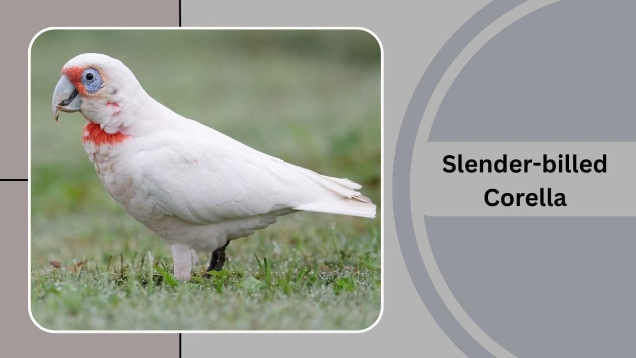 Slender-billed Corella