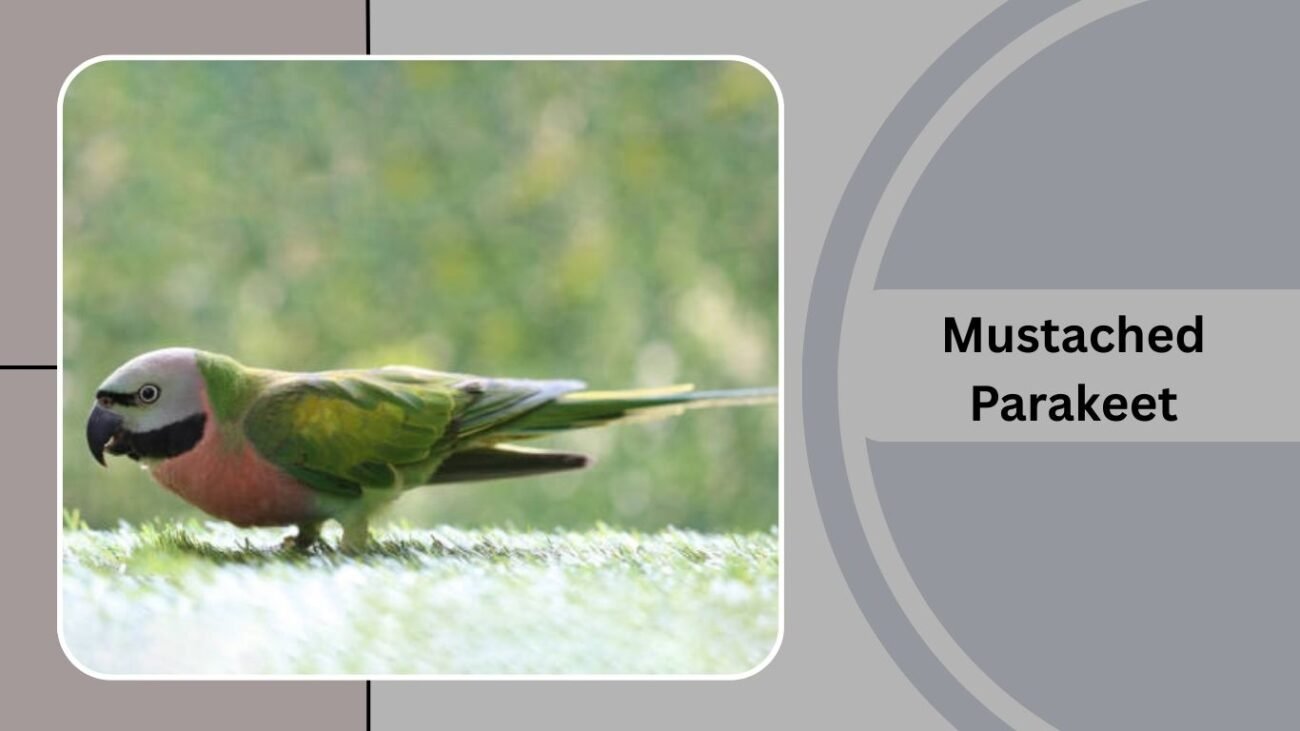 Mustached Parakeet