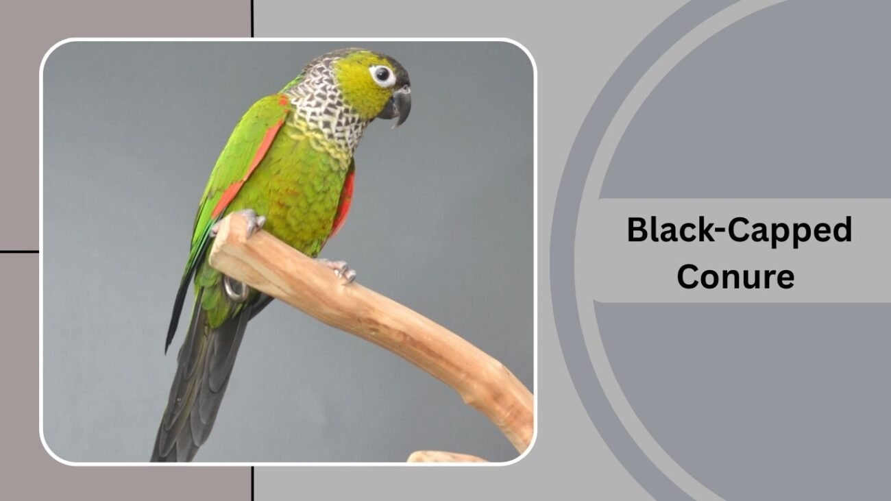 Black-Capped Conure