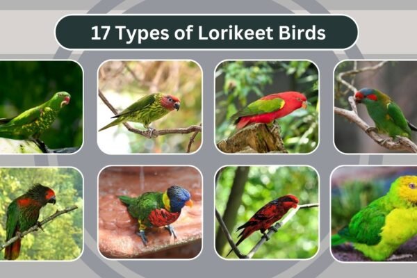 17 Types of Lorikeet Birds