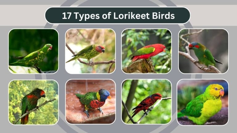17 Types of Lorikeet Birds: Identification with Pictures 