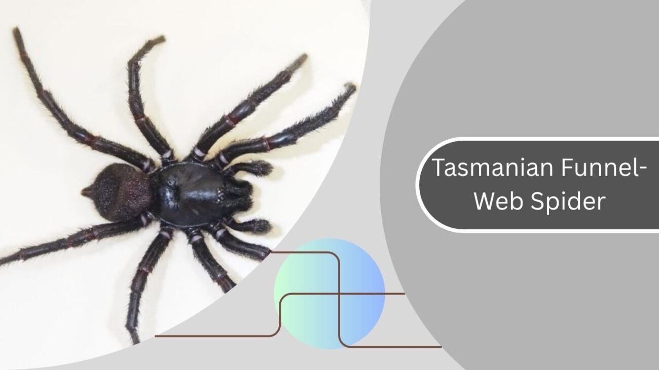 Tasmanian Funnel-Web Spider