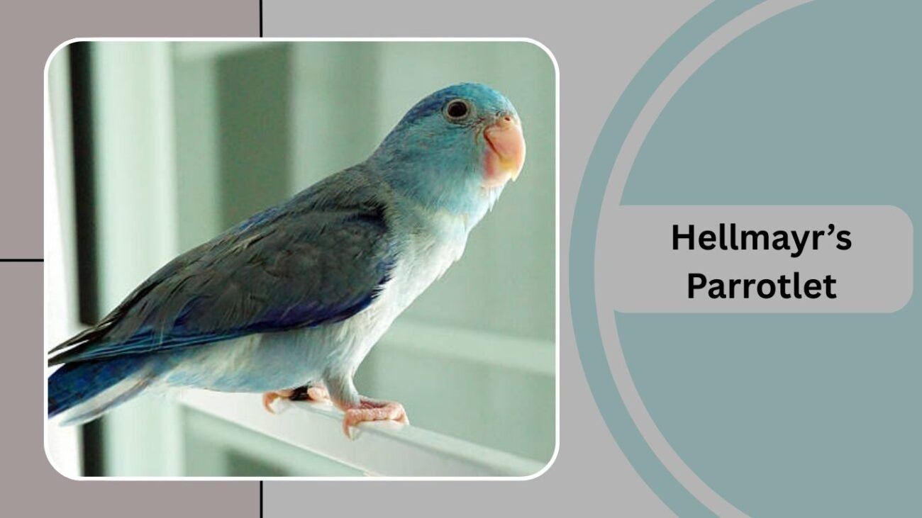 Hellmayr’s Parrotlet
