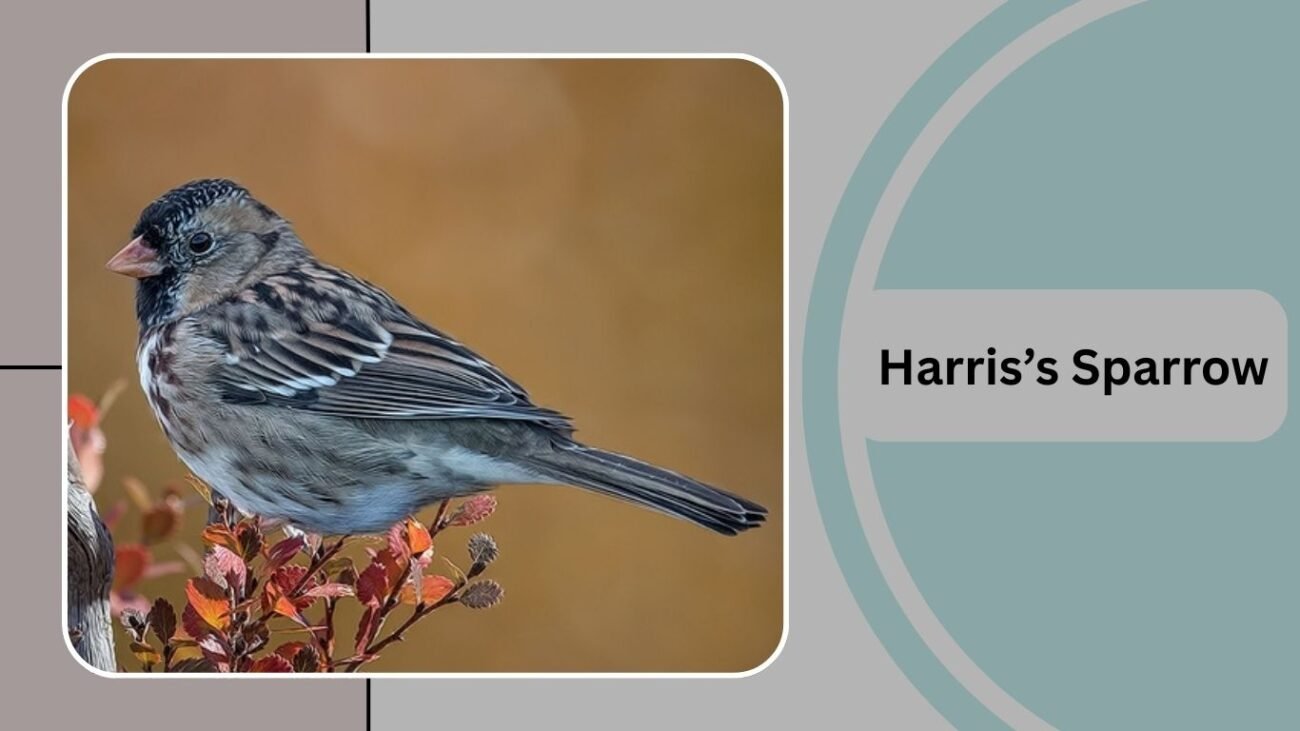 Harris’s Sparrow
