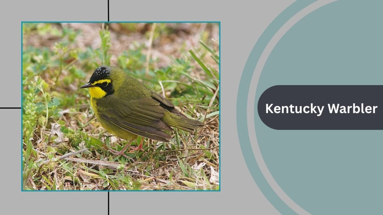 Kentucky Warbler