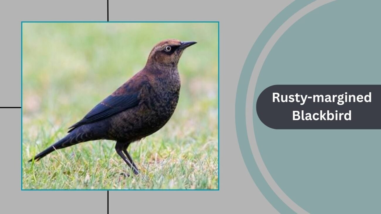 Rusty-margined Blackbird