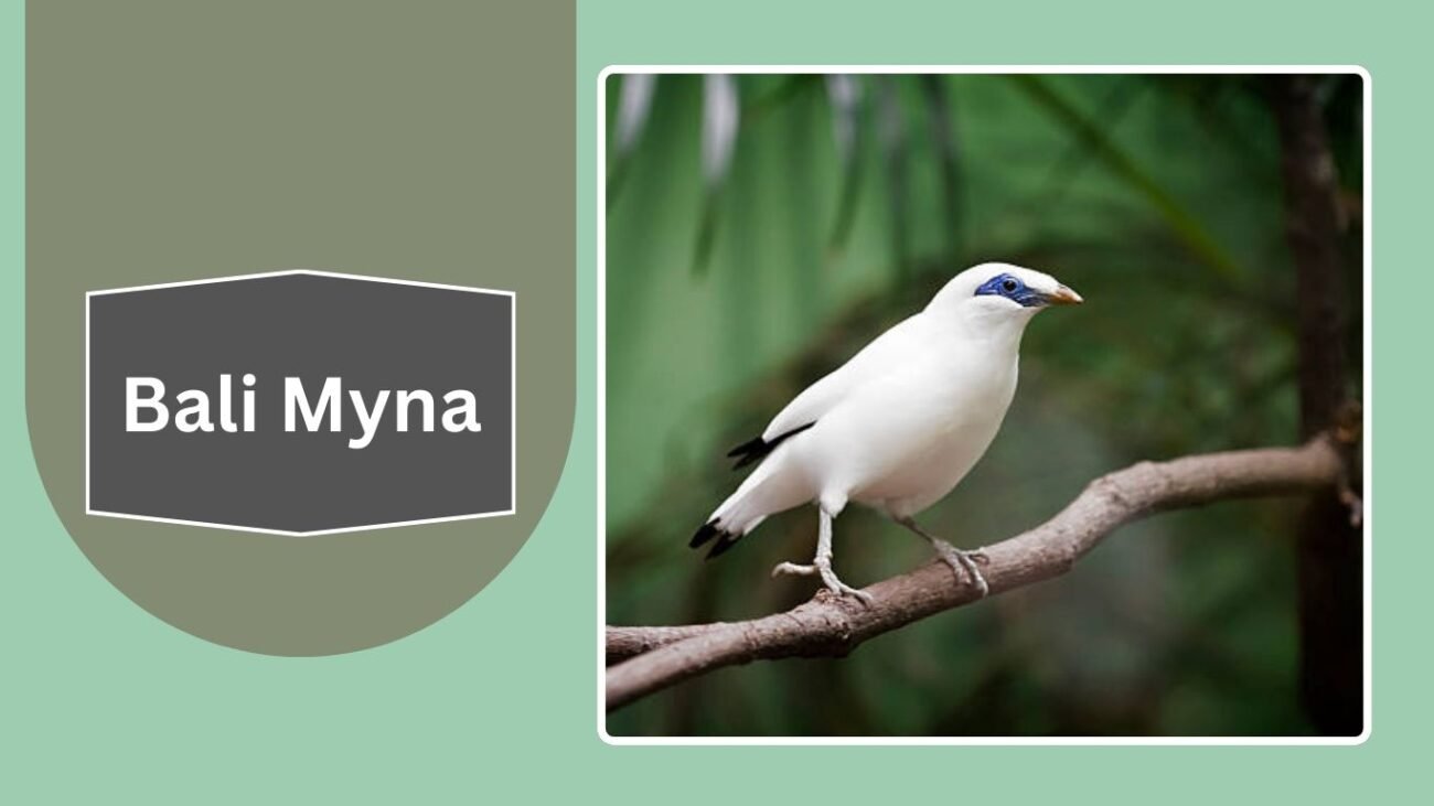Bali Myna