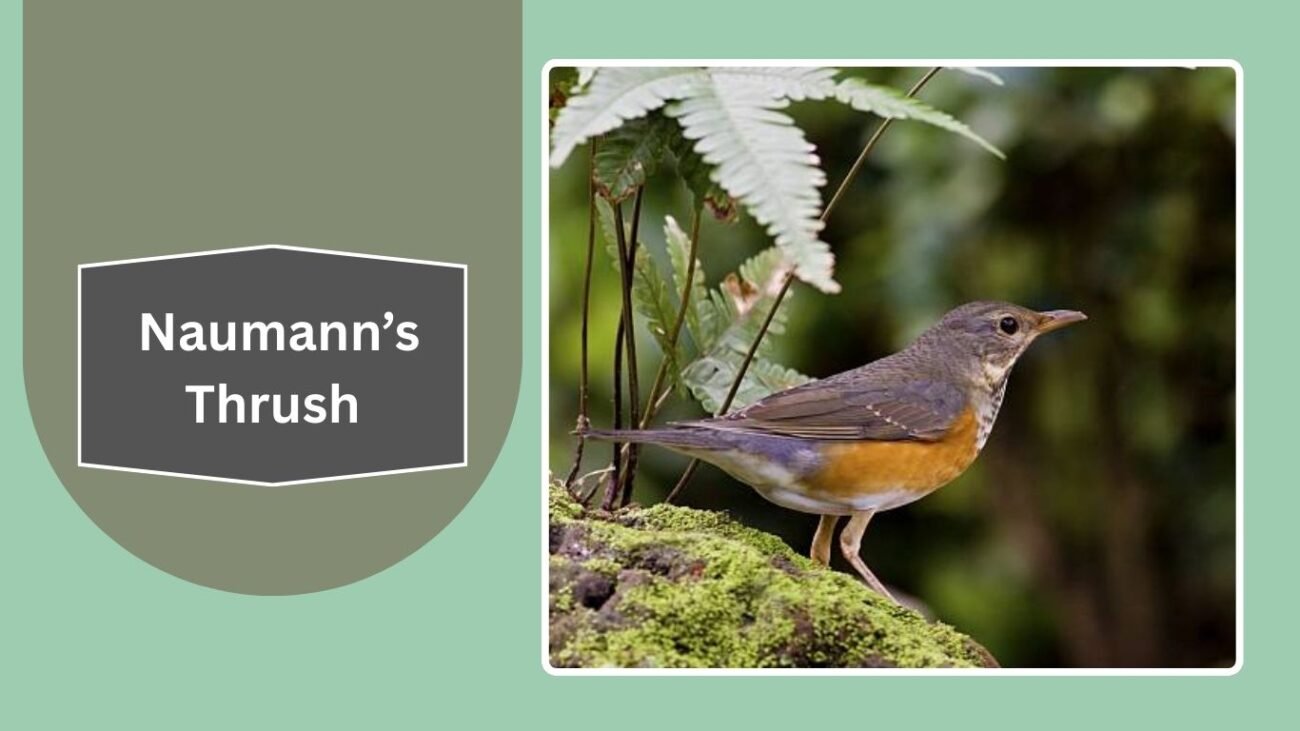 Naumann’s Thrush