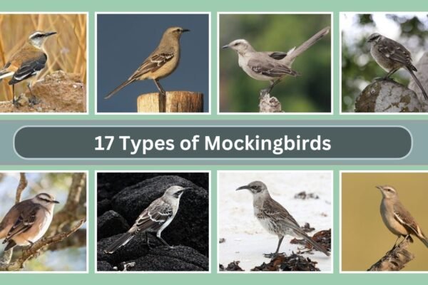 17 Types of Mockingbirds