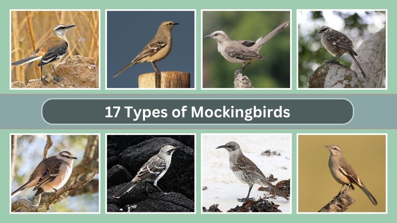 17 Types of Mockingbirds